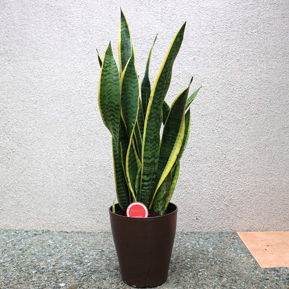 Amazon｜ITANSE サンスベリア ローレンティー 観葉植物 小型 6号